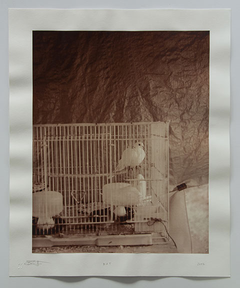 photo of white doves in a cage in front of a wrinkle plastic tarp that looks like the painted atmosphere of a rembrandt portrait.