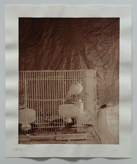 photo of white doves in a cage in front of a wrinkle plastic tarp that looks like the painted atmosphere of a rembrandt portrait.