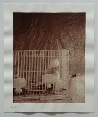photo of white doves in a cage in front of a wrinkle plastic tarp that looks like the painted atmosphere of a rembrandt portrait.